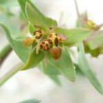 Euphorbia exigua ফুল