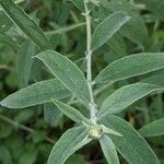 Buddleja albiflora Ліст