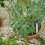 Momordica cardiospermoides Blatt