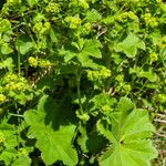 Alchemilla glabra Liść