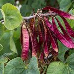 Cercis siliquastrum Fruit