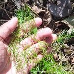 Asparagus racemosus Leaf