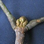 Platymiscium pinnatum Ovoce