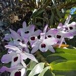 Dendrobium nobile Cvet