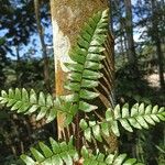 Adiantum latifolium Hoja