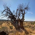 Sterculia africana आदत