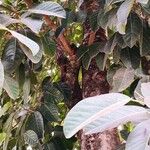 Ficus callosa Habit