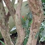 Plinia cauliflora Kôra