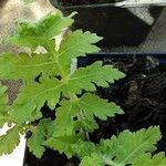 Tanacetum macrophyllum Leaf