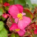 Begonia cucullataFlor