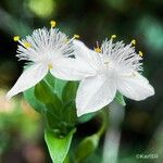 Tradescantia fluminensis Flor