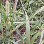 Setaria pumila পাতা