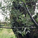 Salix euxina ഇല