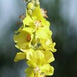 Verbascum pulverulentumÕis