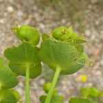 Euphorbia serrata Leaf