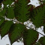 Phellodendron amurense Leaf