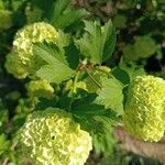 Viburnum macrocephalum 葉