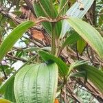 Tibouchina granulosa ഇല