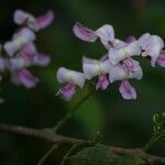 Gliricidia sepium Blüte