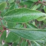 Lonicera maackii Feuille