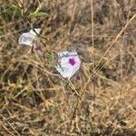 Ipomoea mombassana Flower