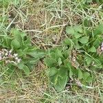 Limonium auriculiursifolium Други