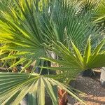 Washingtonia robusta Hoja