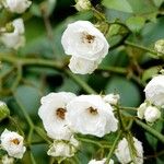 Rosa multiflora Ďalší