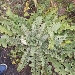 Verbascum sinuatum Habitus