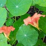 Tropaeolum majusΛουλούδι