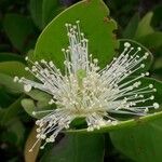 Sonneratia alba Λουλούδι