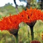 Hypericophyllum compositarum Flor