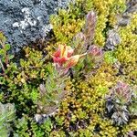 Castilleja nubigena Habit