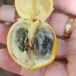 Pouteria caimito Fruit
