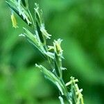Elymus repens Flower