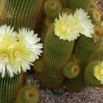 Parodia lenninghausii Costuma