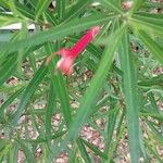 Lobelia laxiflora Blodyn
