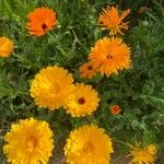 Calendula stellata Цветок