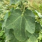 Alcea setosa Leaf