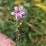 Cuphea ericoides Blomst