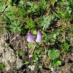 Soldanella pusilla Blomst