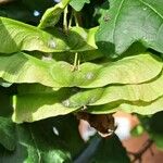 Acer campestre Vrucht