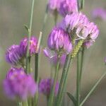 Polygala longicaulis 花