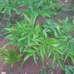 Amorphophallus konjacLeaf