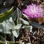 Centaurea jordaniana 形態