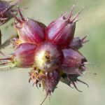 Oenanthe globulosa Fruit