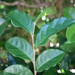 Antidesma montanum Hoja