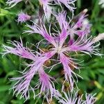 Dianthus superbusЦвят