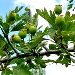 Crataegus monogyna Feuille