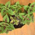 Coleus decurrens Folha